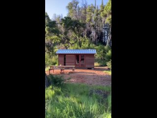 video from or life in the forest