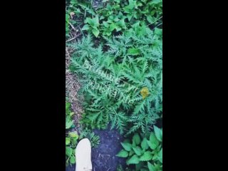 video by mothers davalki 30 homemade porn