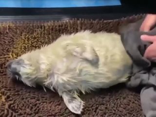 no wonder i cry for the internet, because i have the opportunity to see this cute