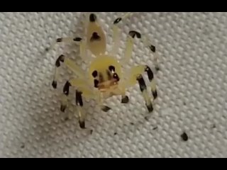 the eyes of a sliding spider work.