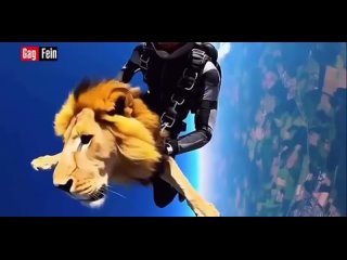 extreme jumped with a parachute ... together with leo. judging by the eyes of the king of animals, he did not understand what was happening, but it seems like