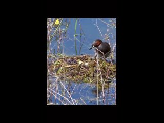 incredible nature (author video @nickdavis 00)