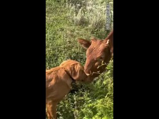 clip @videfunny | @videfunny