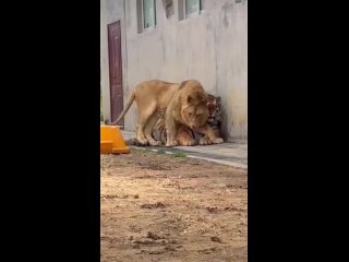 video from @videfunny | @videfunny